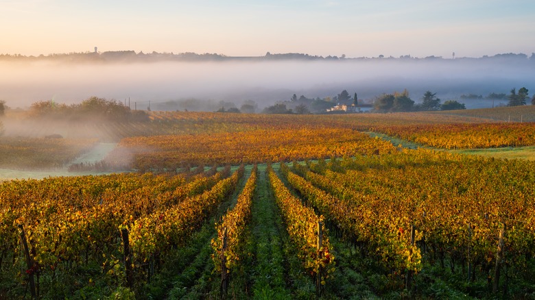 Bordeaux vineyard in mist