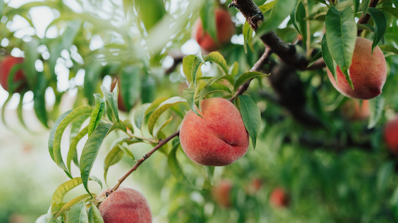 sweet, ripe yellow Palisade peaches growing on a tree