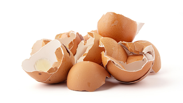 pile of egg shells