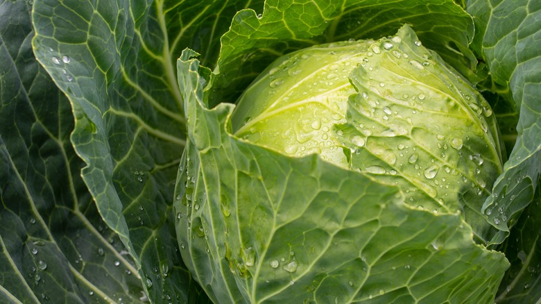 fresh green cabbage