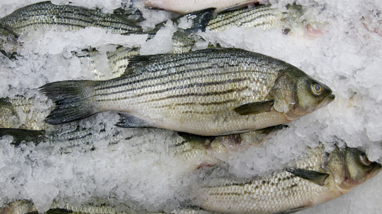 Striped bass on crushed ice.