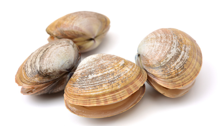 Four clams with slightly opened shells.