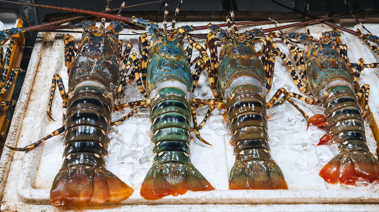 Four live lobsters lined up on a board.