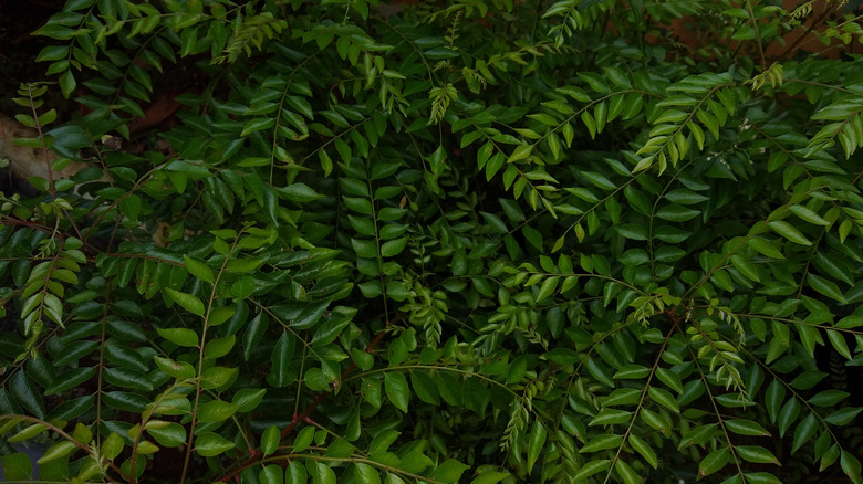 Curry leaf plant