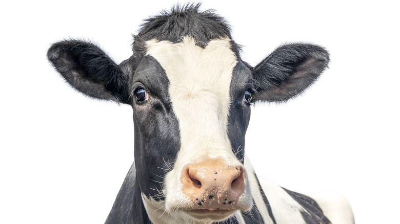 Dairy cow