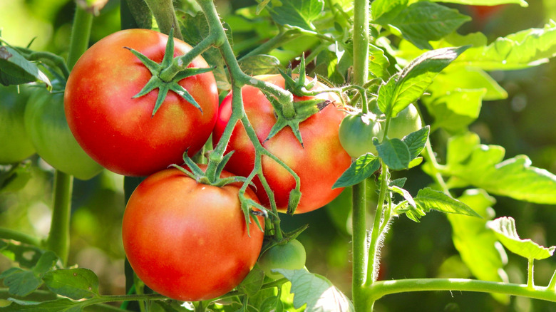 red tomatoes on a plant