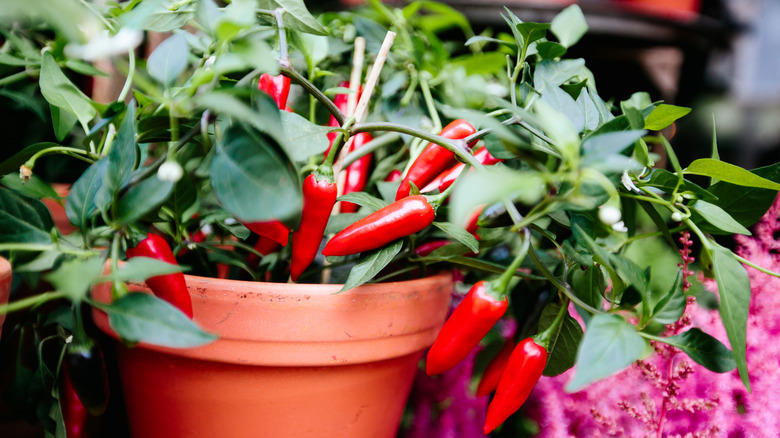 red chilis growing in a pot