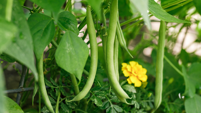 green beans hanging from a plant