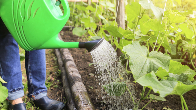 Person watering cucumber plants