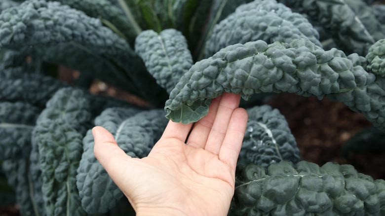 a hand feeling a kale plant