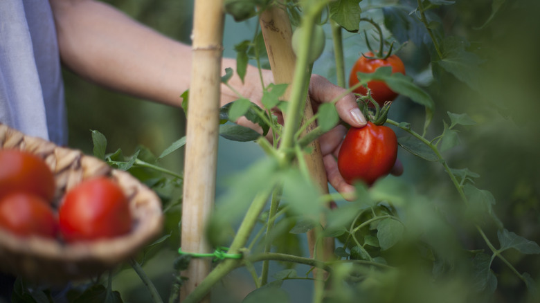 a person picking tomatoes off the vine