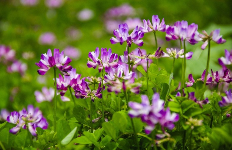 Take 1 Dropper of Astragalus Every Day 