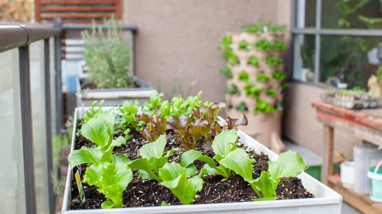 Herbs planted in containers