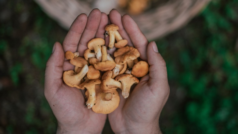 hand holding picked mushrooms
