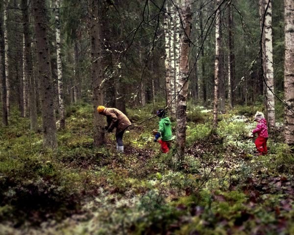 Foraging in a forest