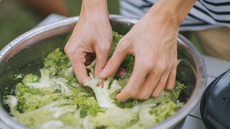 Preparing lettuce in bowl
