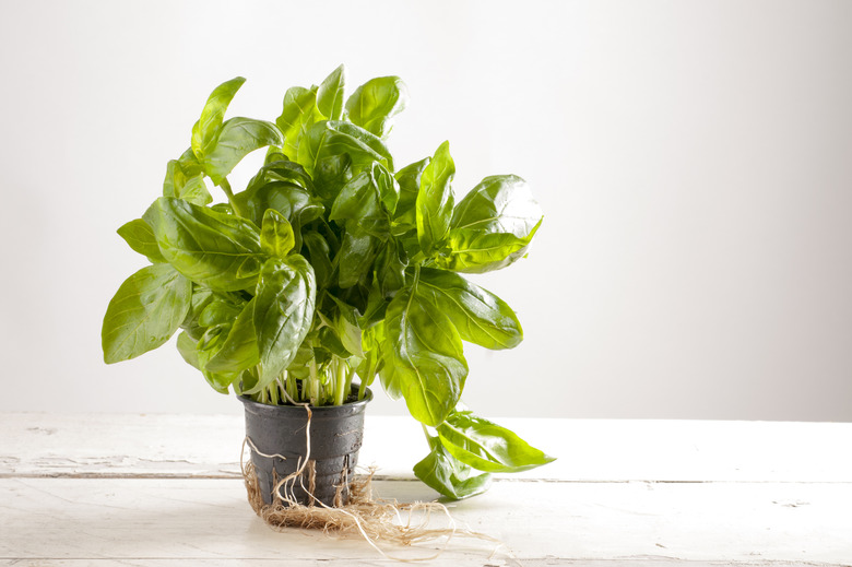 How to Grow Basil Inside