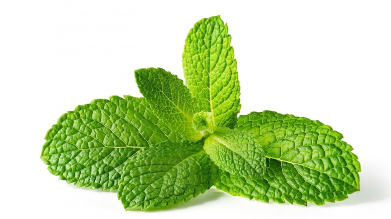 a sprig of fresh mint