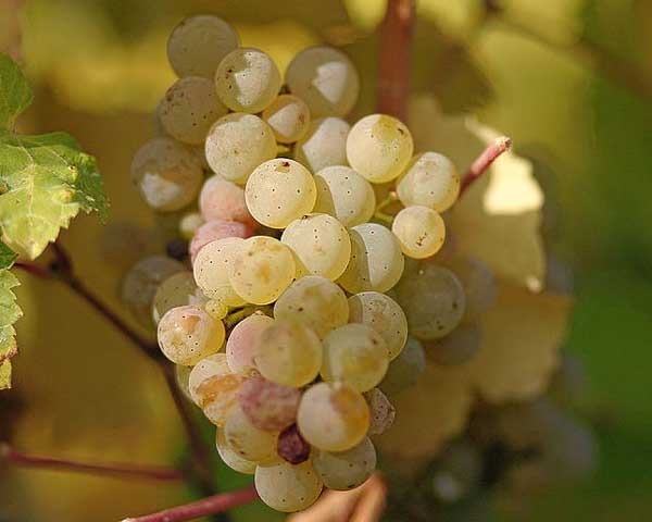 Riesling