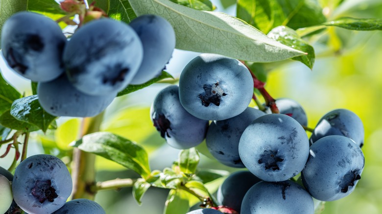 blueberry bush