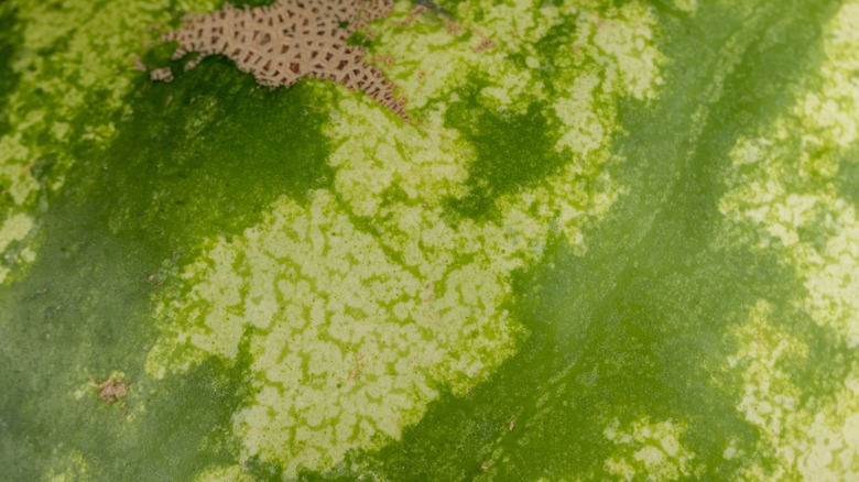 Damaged peel of a watermelon