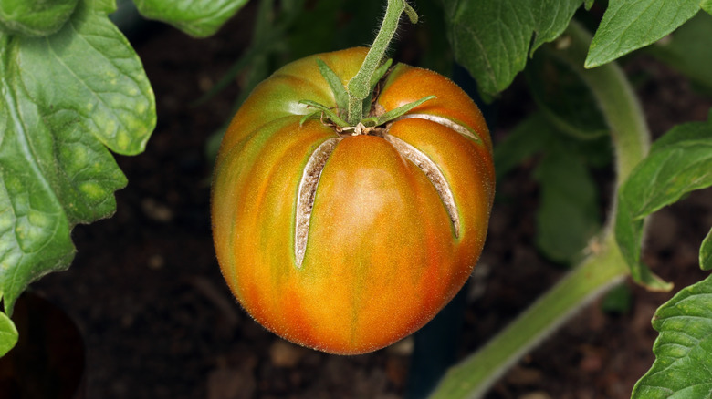 Close-up of tomato fruit with a few splits near the stem