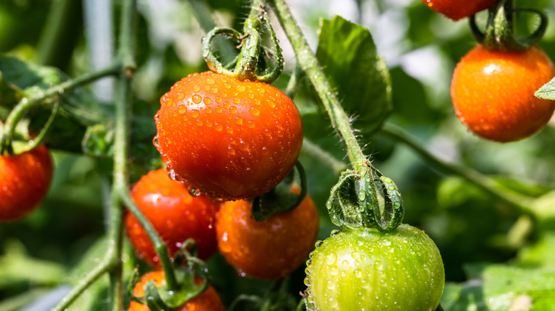 Healthy tomato on vine covered in water droplets