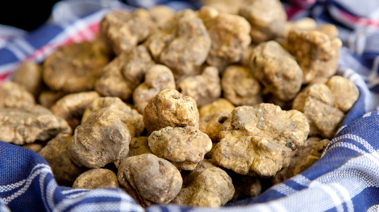 White truffles in basket