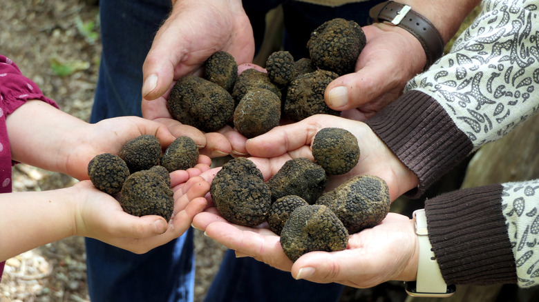Hands holding perigord truffles