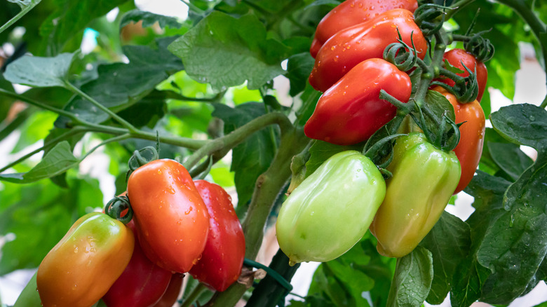 San Marzano tomatoes on vine