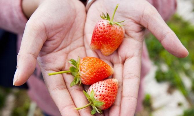 Grow Your Groceries