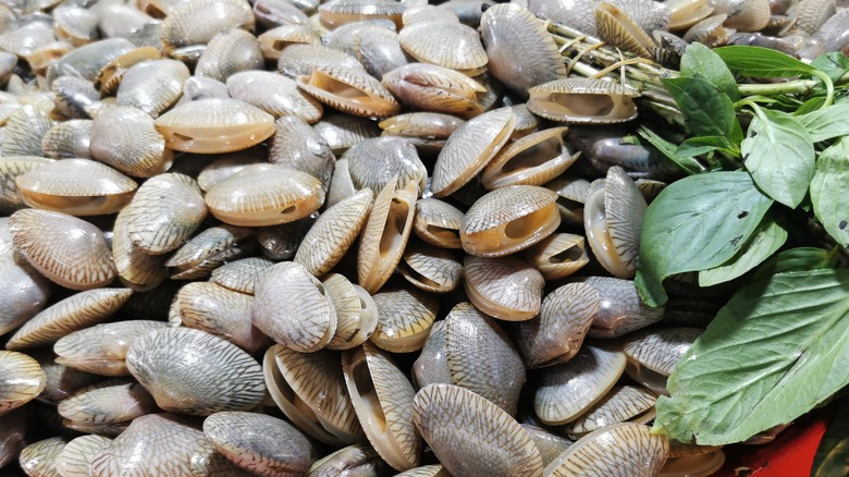 fresh clams with herbs