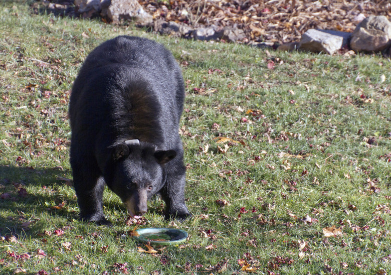 bear