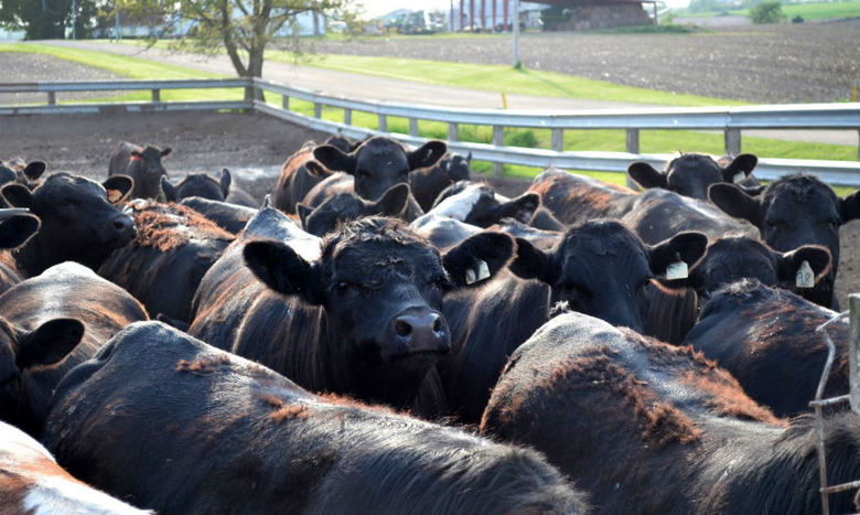 Feedlot