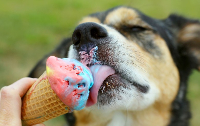 Dog Eating Ice Cream