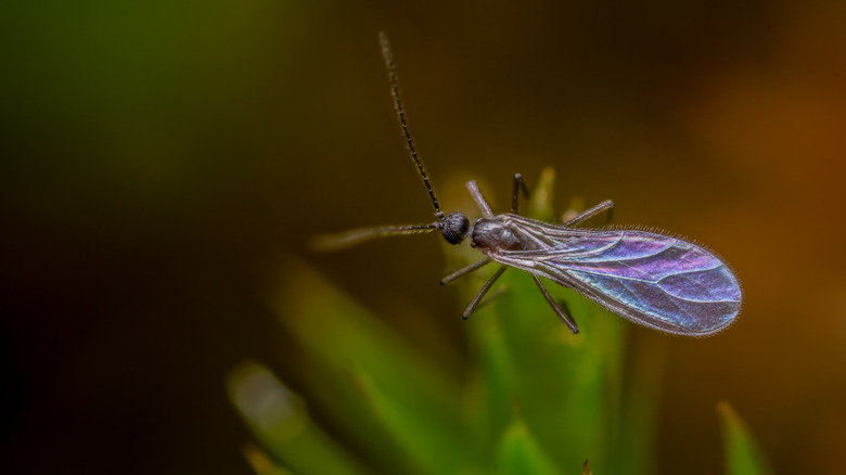 Gnat on leaf