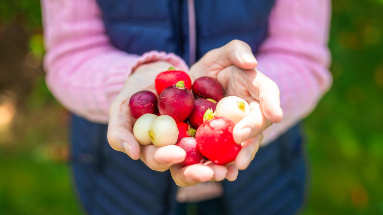A person's hands holding a variety of radishes