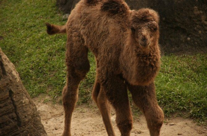 Got Camel Milk?