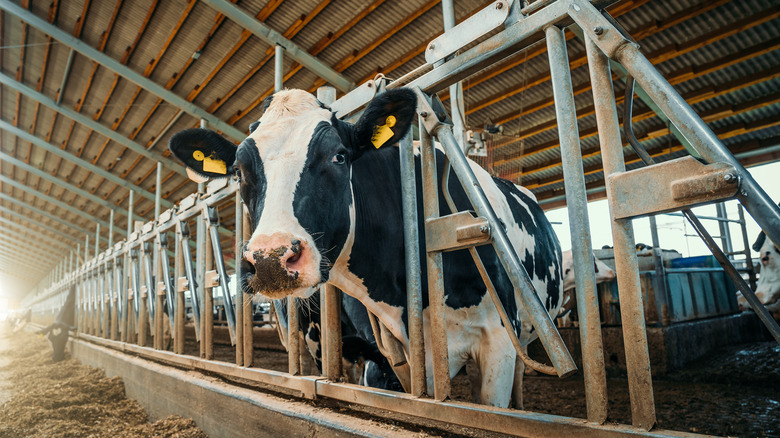 Cow at a dairy farm 