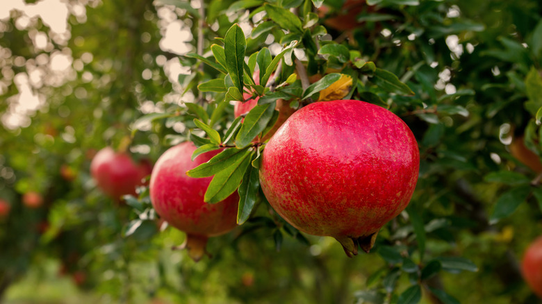 Pomegranates on tree