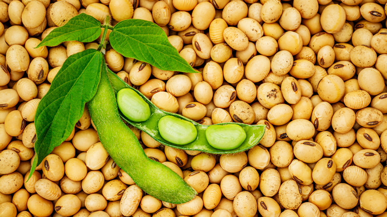 Fresh soy pod on dried soybeans 