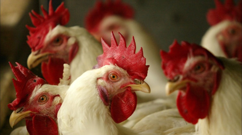 Chickens close up