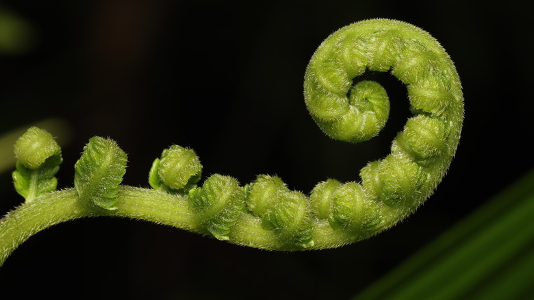 fern fiddlehead unraveling