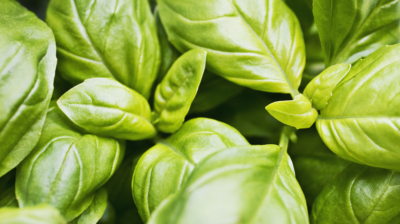 fresh basil