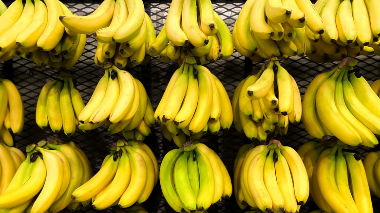 Banana bunches for sale, hanging by their stems