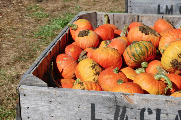 Pumpkin and Winter Squash
