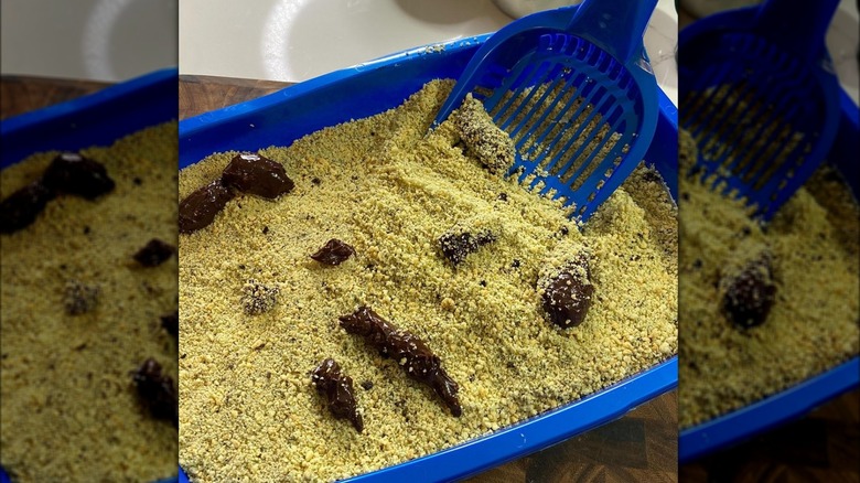 Kitty litter cake with pooper scoop