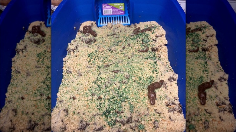 Prepared kitty litter cake