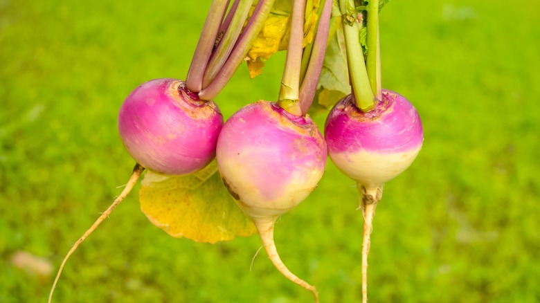 bunch of turnips