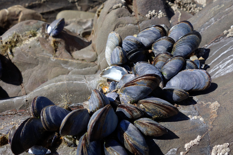 mussels